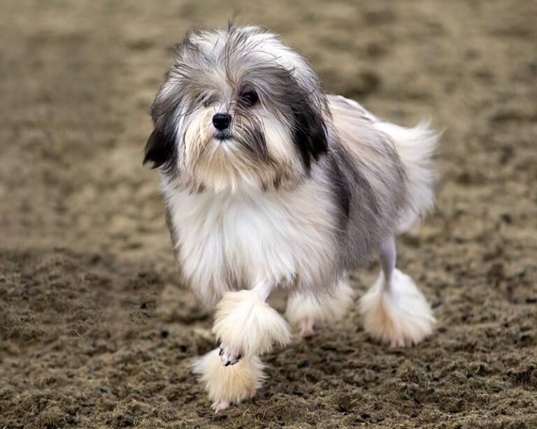 Löwchen: The Little Lion Dog with a Big Heart