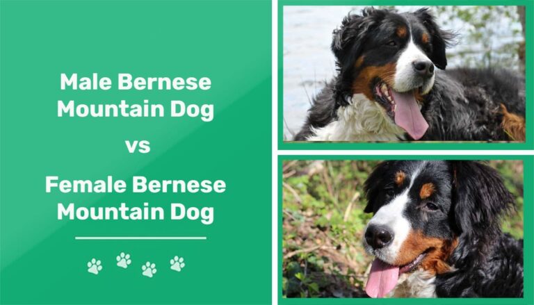 Male vs. Female Bernese Mountain Dogs: An In-Depth Guide for Dog Lovers