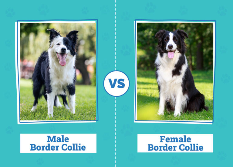 Male vs Female Border Collies: An In-Depth Comparison