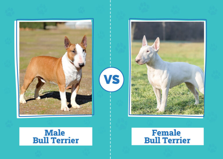 Male vs Female Bull Terrier: An In-Depth Guide for Dog Lovers (2026)