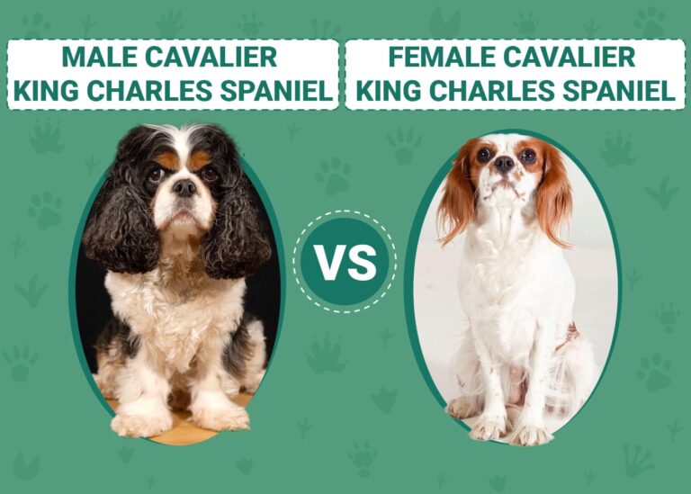 Male vs Female Cavalier King Charles Spaniel: An In-Depth Look at the Enchanting Ladies