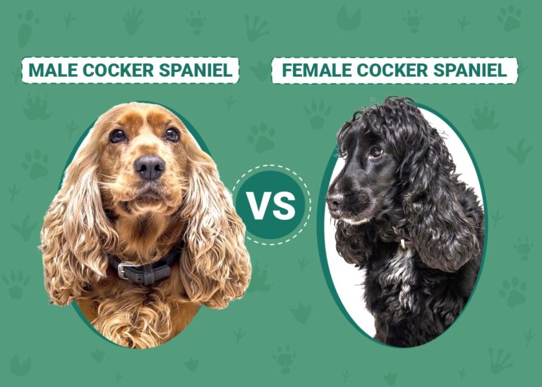 Male Cocker Spaniels: A Comprehensive Guide