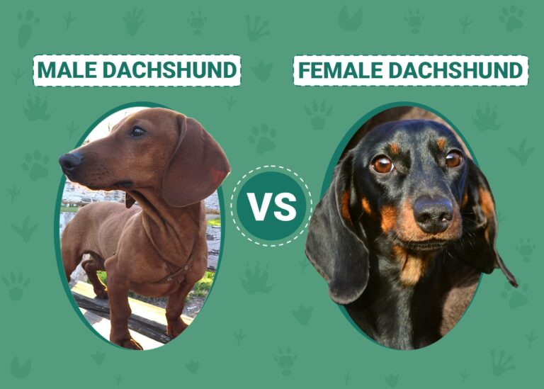 Male vs Female Dachshund: An In-Depth Look at the Differences