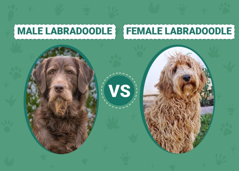 Male vs Female Labradoodle: An In-Depth Comparison for Dog Lovers