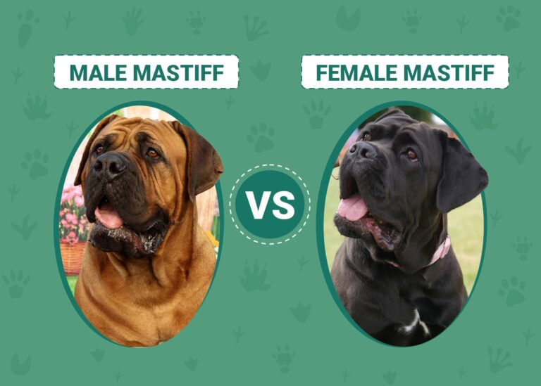 Male vs Female Mastiffs: An In-Depth Comparison