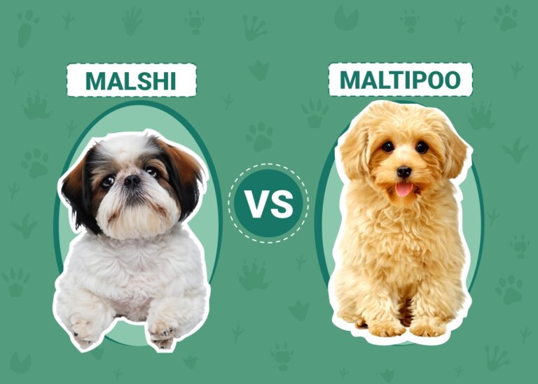 Malshi vs Maltipoo: Which Adorable Hybrid Is Your Ideal Lapdog?