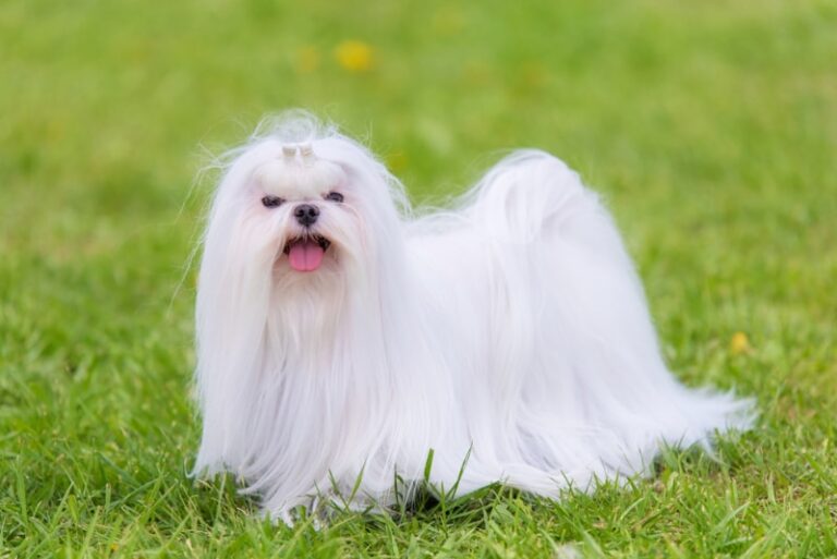 Maltese: The Ultimate Guide to This Royal Toy Breed