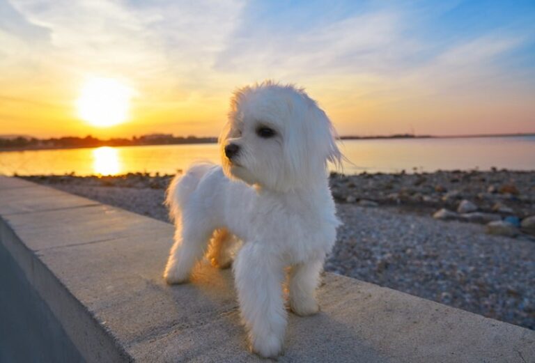 25+ Adorable Maltese Mixes: Finding Your Perfect Companion