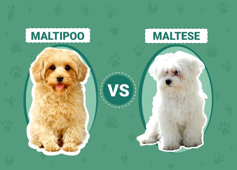 Maltipoo vs Maltese: An In-Depth Comparison for Dog Lovers