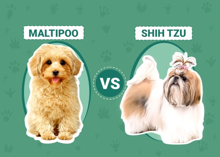 Maltipoo vs Shih Tzu: The Differences (With Pictures)