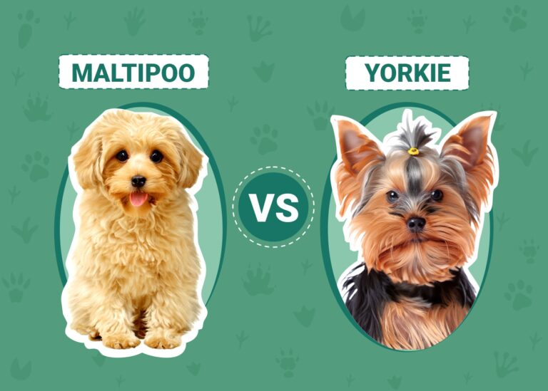 Maltipoo vs. Yorkie – How Do They Compare? (With Pictures)