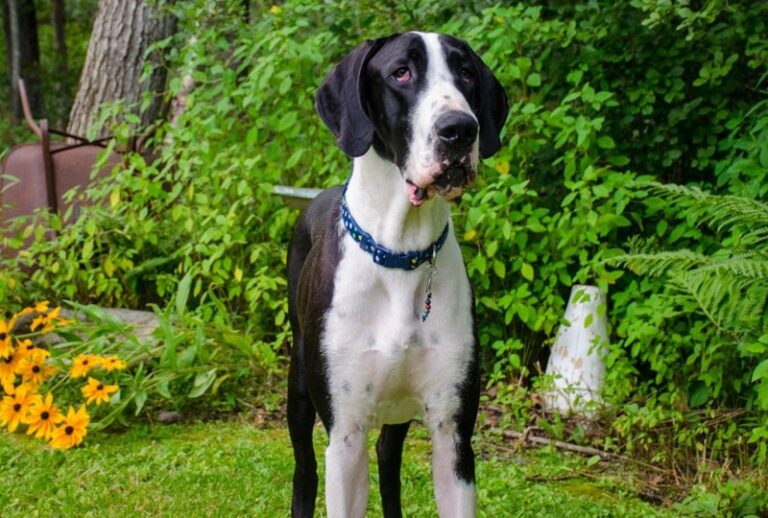 Mantle Great Danes: A Comprehensive Guide for Dog Lovers