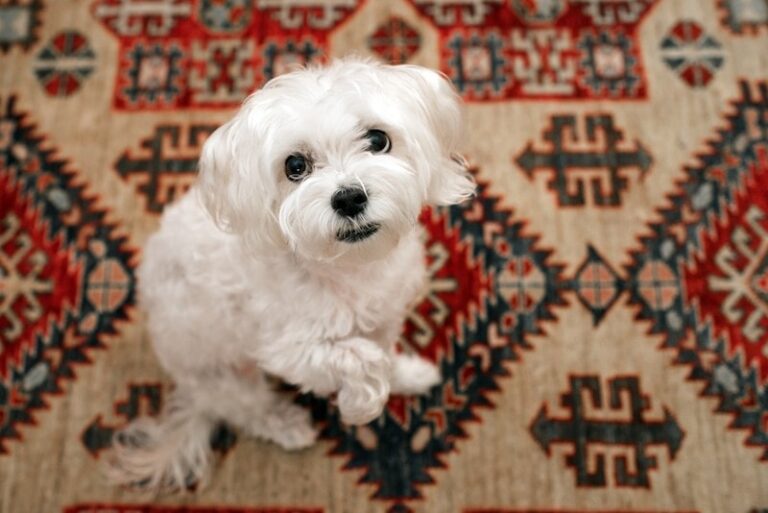 The Magnificent Mauxie: A Comprehensive Guide to the Maltese-Dachshund Mix
