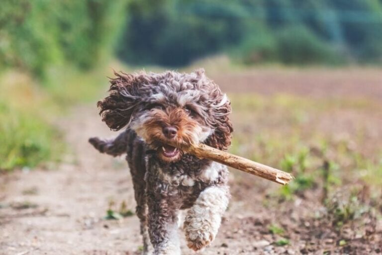 The Merle Cockapoo: A Comprehensive Guide for Dog Lovers