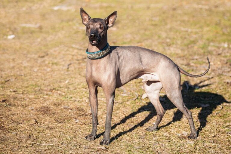 Mexican Hairless Xoloitzcuintli: The Ancient Breed That&lsquo;s Capturing Modern Dog Lovers&lsquo; Hearts