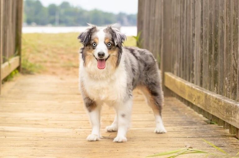 The Magnificent Miniature Australian Shepherd: A Dog Lover&lsquo;s Guide