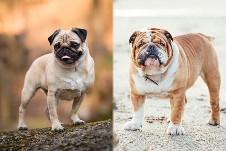 Miniature Bulldog (Pug & English Bulldog Mix): Pictures, Guide, Info, Care & More!