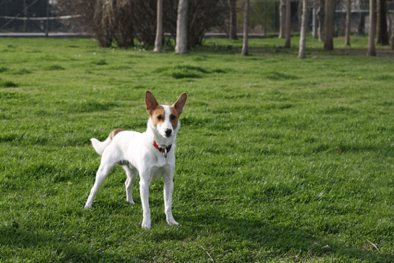 The Mighty Miniature Fox Terrier: Small Dog, Big Personality