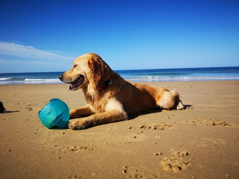 The Miniature Golden Retriever: Big Love in a Small Package