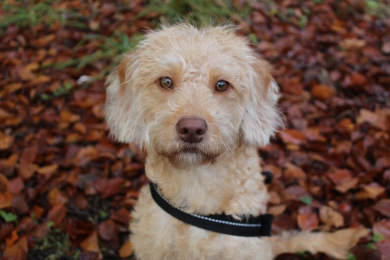 Miniature Labradoodle (Lab & Mini Poodle Mix): Pictures, Guide, Info, Care & More!