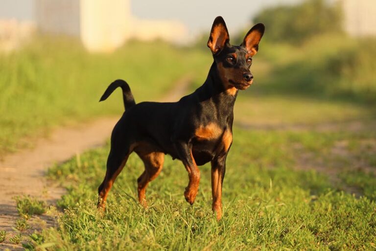The Mighty Miniature Pinscher: Small Dog with a Big Attitude