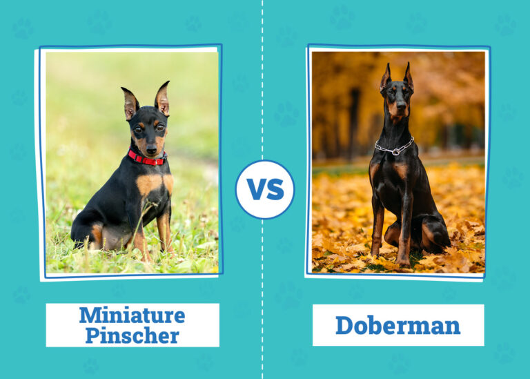 Miniature Pinscher vs Doberman Pinscher: Mighty vs Majestic