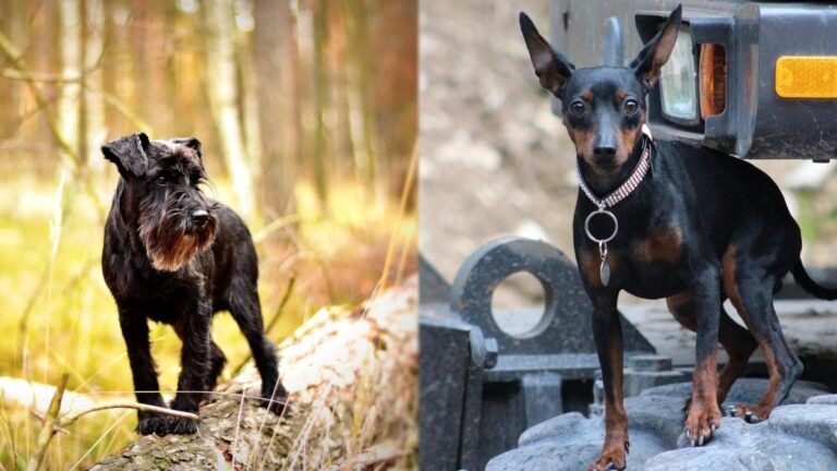 The Miniature Schnaupin: Big Personality in a Petite Package