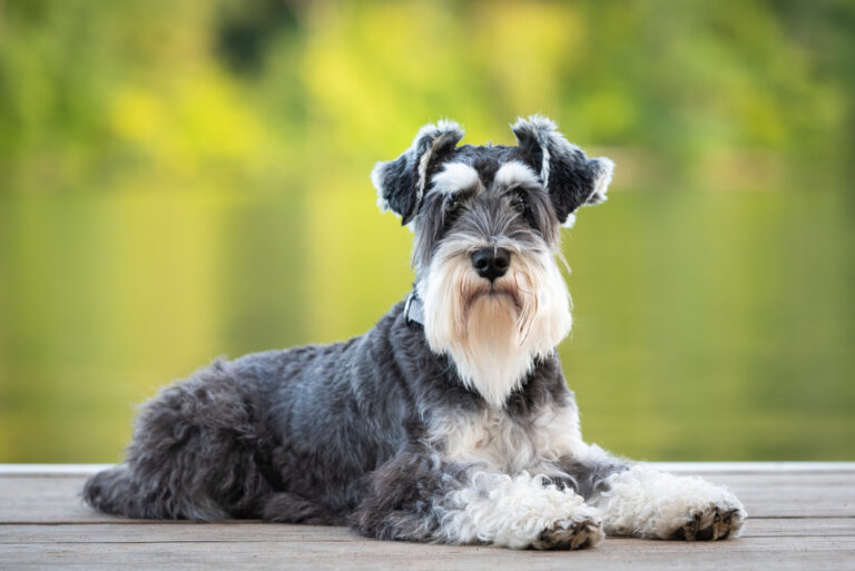 Miniature Schnauzer: Dog Breed Info, Pictures, Facts, & Traits