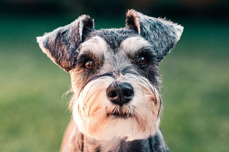 15 Fascinating Miniature Schnauzer Facts Every Dog Lover Should Know