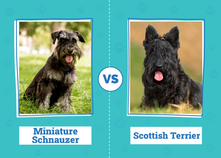 Miniature Schnauzer vs. Scottish Terrier: Key Differences (With Pictures)