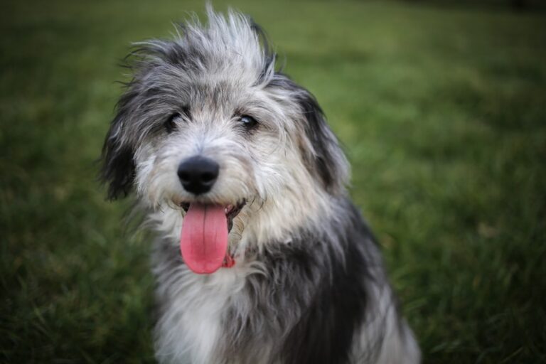 Miniature Aussiedoodle Dog Breed Guide: Pictures, Info, Care & More!