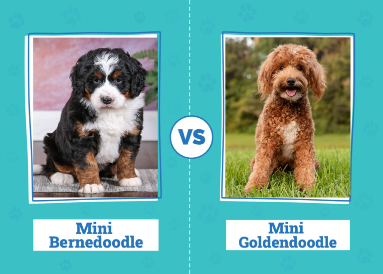 Mini Bernedoodle vs. Mini Goldendoodle: A Comprehensive Guide for Dog Lovers