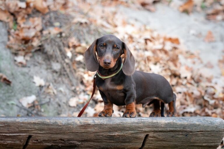 Everything You Need to Know About Mini Dachshund Size, Weight & Growth