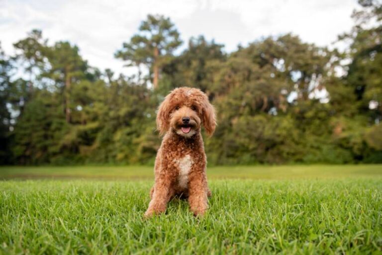 9 Mini Goldendoodle Pros & Cons: Considerations Before Bringing One Home