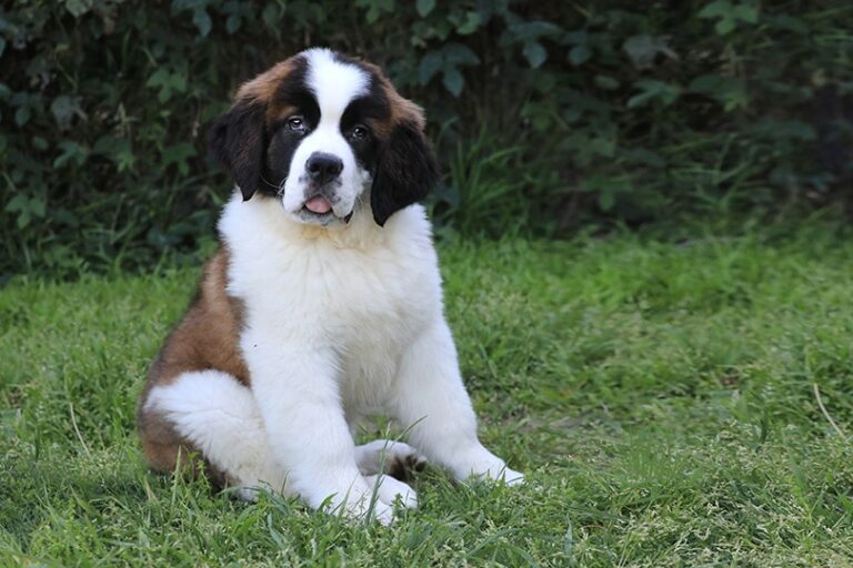 The Mini Saint Bernard: A Comprehensive Guide for Dog Lovers