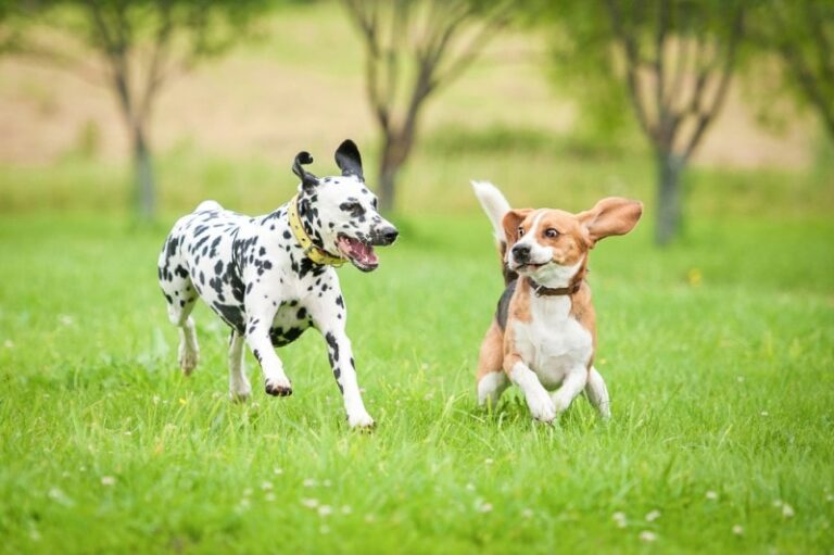 The 20 Most Affordable Dog Breeds to Own in 2026