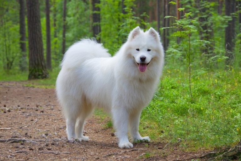 The Most Beautiful Dog Breeds: A Celebration of Grace, Elegance, and Unique Charm