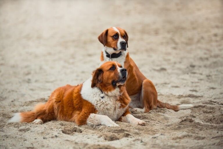 The 20 Most Expensive Dog Breeds in the World (2025 Edition)