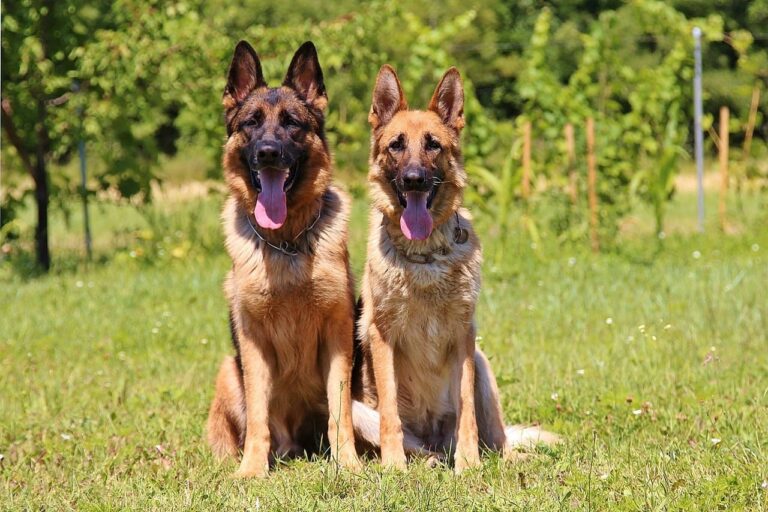 Canada&lsquo;s 25 Most Beloved Dog Breeds of 2025