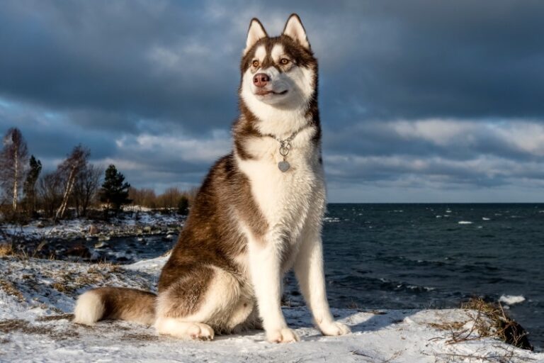 The Top 8 Most Popular Dog Breeds in China for 2026