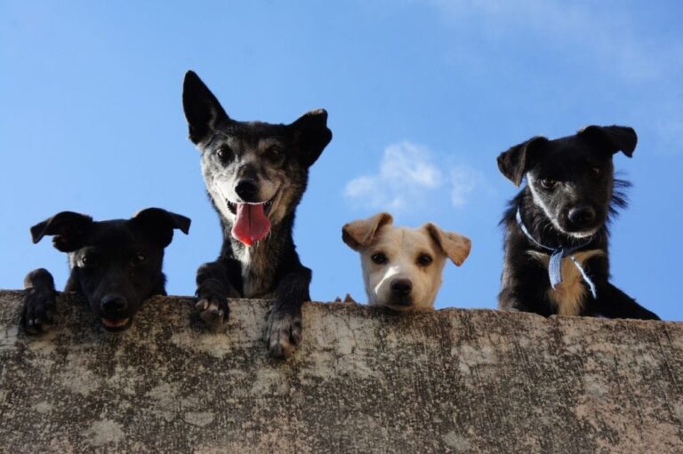 Bow-Wow Bharat: India&lsquo;s Most Beloved Dog Breeds in 2025