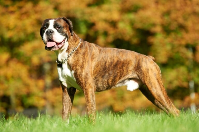 The Most Popular Dog Breeds in Massachusetts: A 2026 Guide