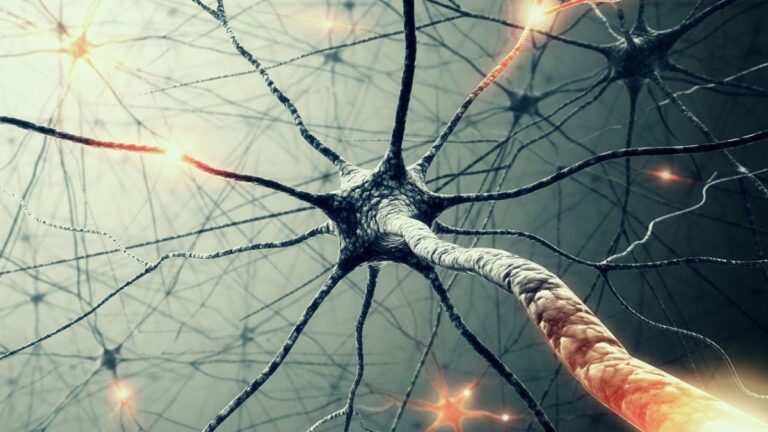 Neural Networks from Scratch in Python and R: A Step-by-Step Guide