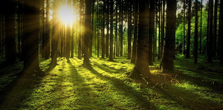 Bagging: 25 Questions to Test Your Skills on the Random Forest Algorithm