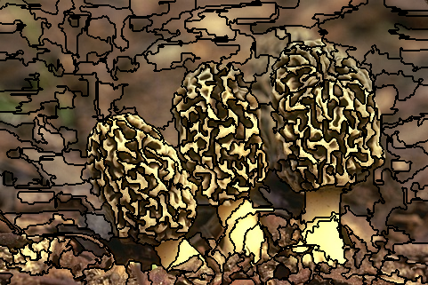 Image Segmentation with Felzenszwalb&lsquo;s Algorithm: Insights from an AI/ML Perspective