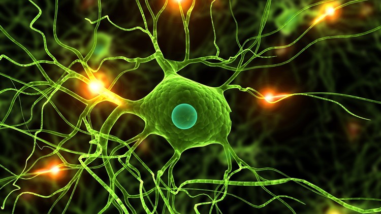 A Deep Dive into Supervised Deep Learning Algorithms