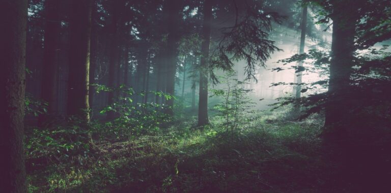 Harnessing Machine Learning to Predict and Prevent Forest Fires