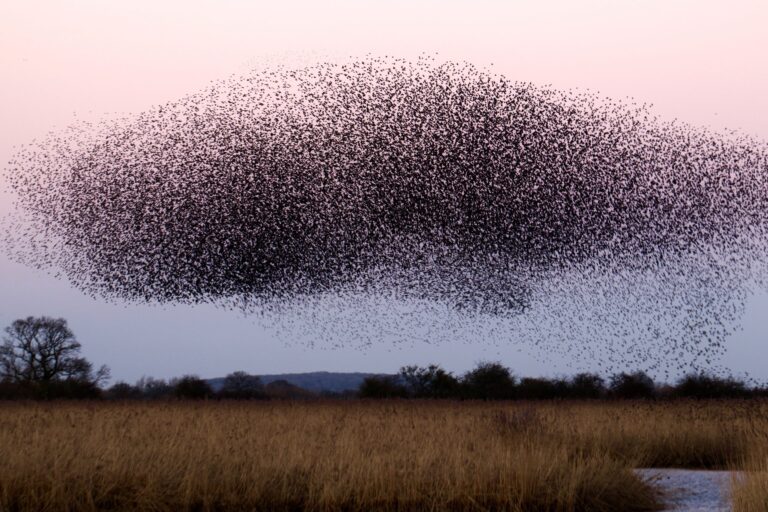 Implementing Particle Swarm Optimization in Python: An In-Depth Guide for AI and ML Applications