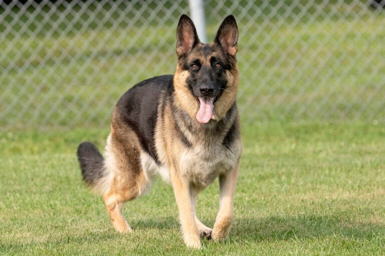 The 20 Most Popular Dog Breeds in the World (2026 Edition)