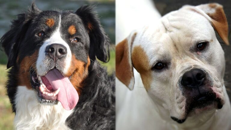 The Magnificent Mountain Bulldog: A Comprehensive Guide for Dog Lovers